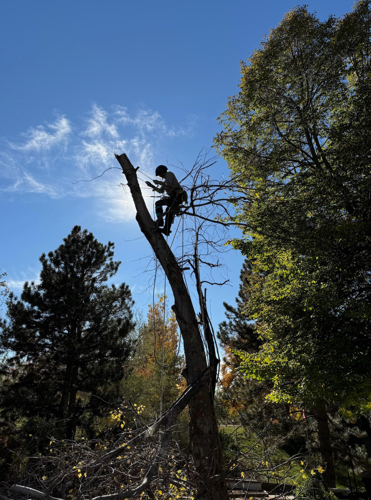 Tree Removal Tree Trimming